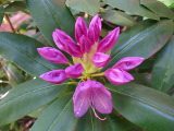 Rhododendron